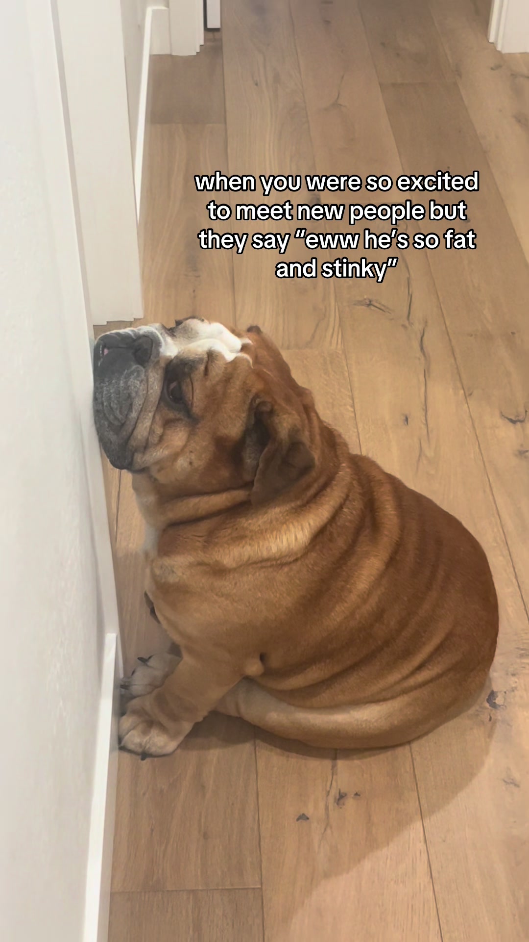 @Reggie the Bulldog