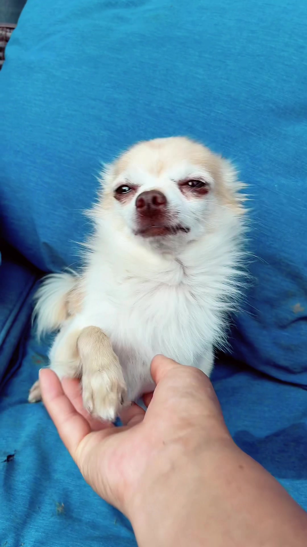 @thechihuahuafamily1