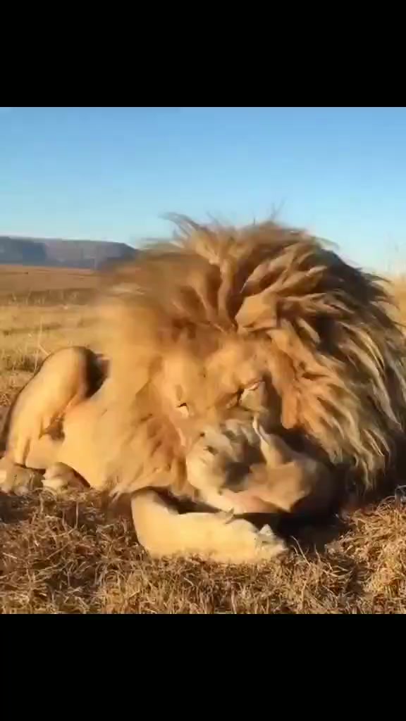 @LION MOTIVATION 🇨🇩🇨🇩🇨🇩