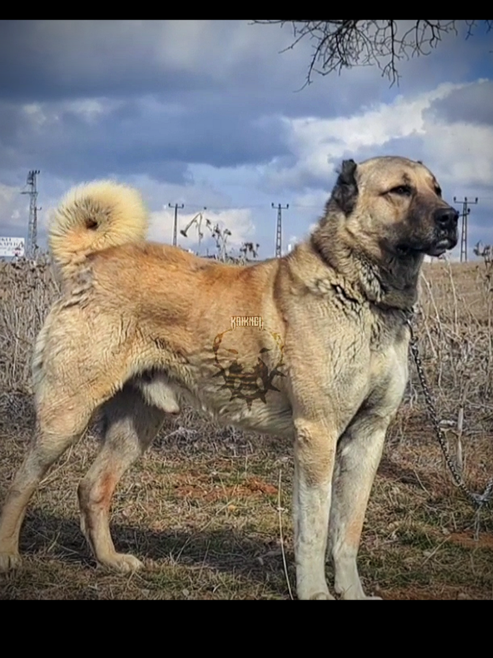 @𝗞𝗔𝗜𝗞𝗔𝗡𝗚𝗔𝗟