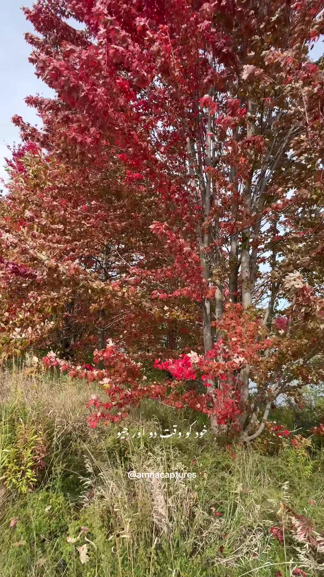 @Nature lover 🇨🇦
