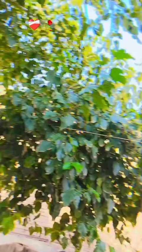@پردیسی
