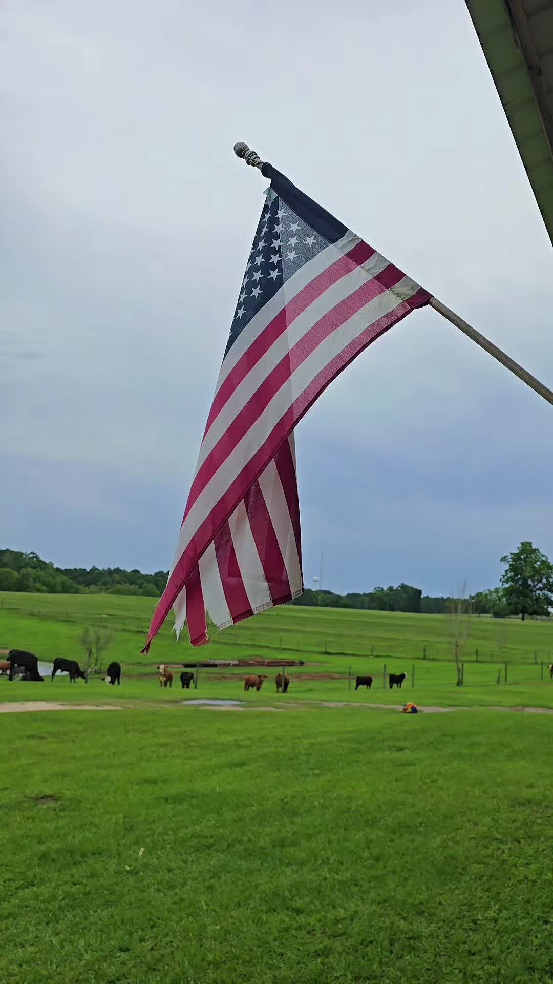 @M.I. CATTLE CO.