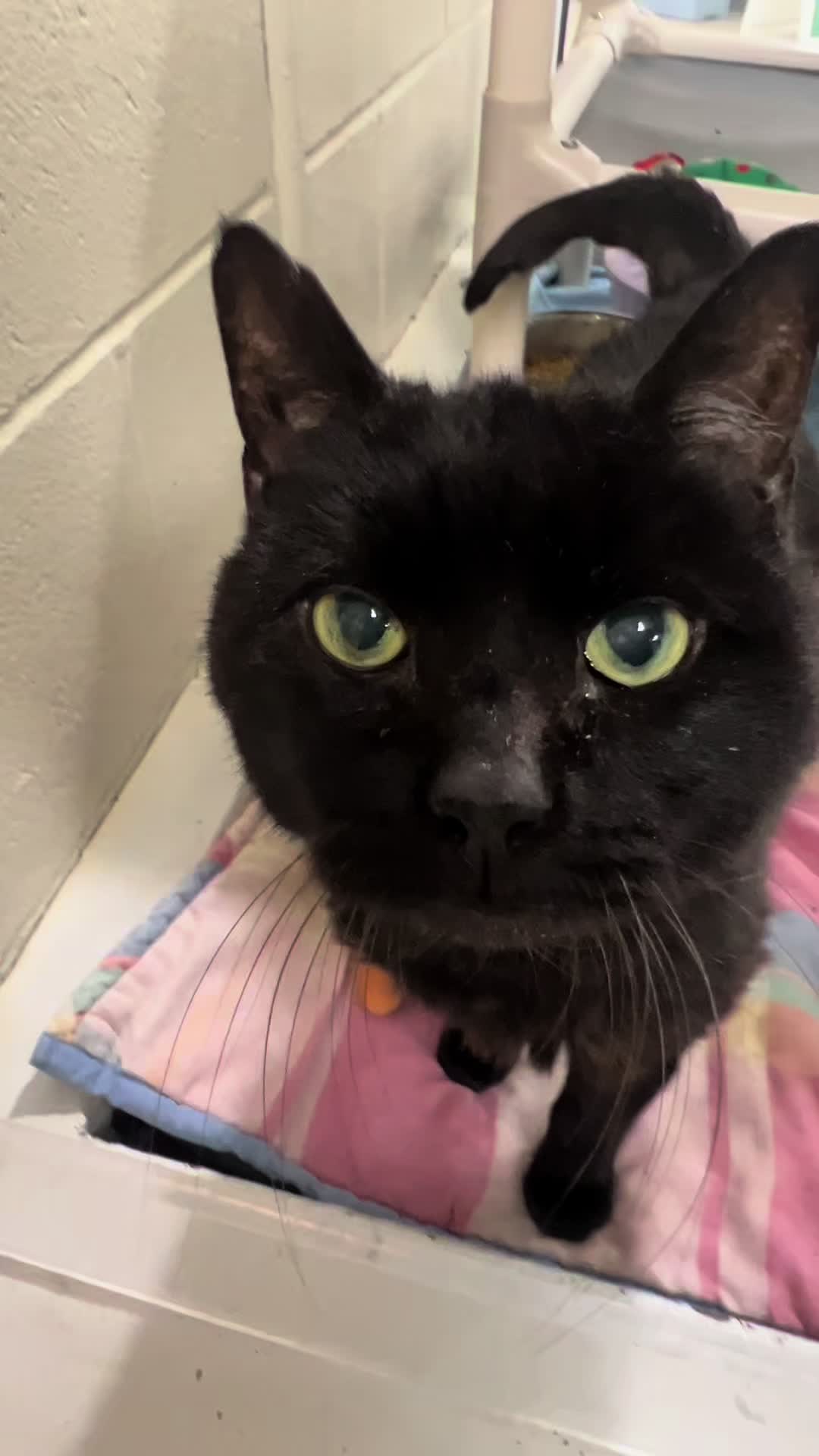 @Vanderburgh Humane Society