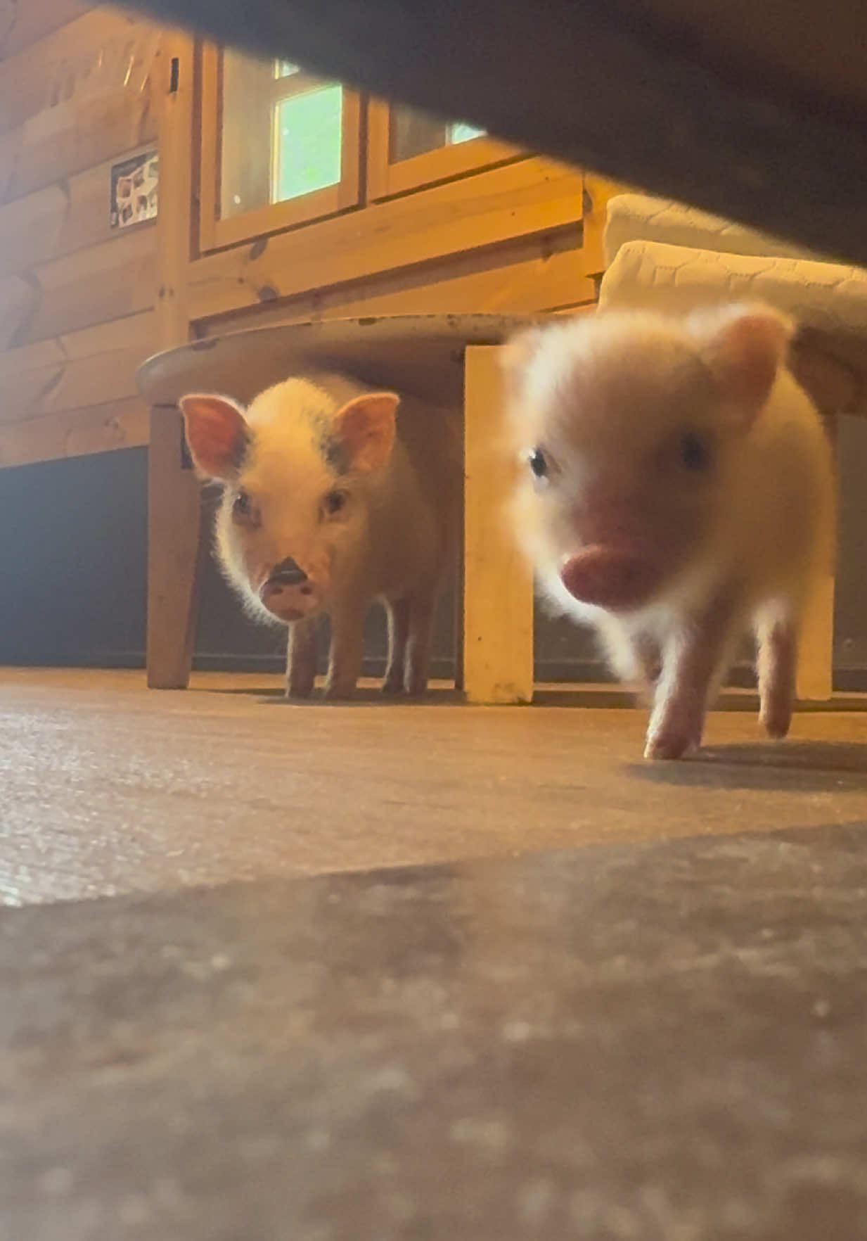 @pignic
