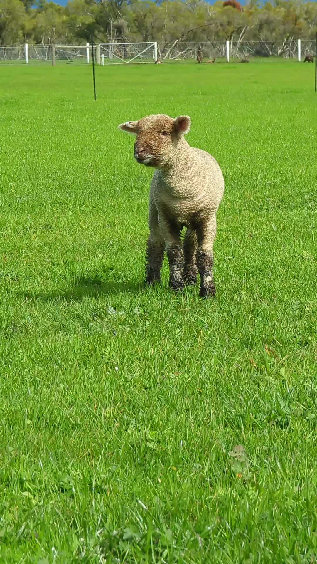 @Gardin Park Babydoll Sheep