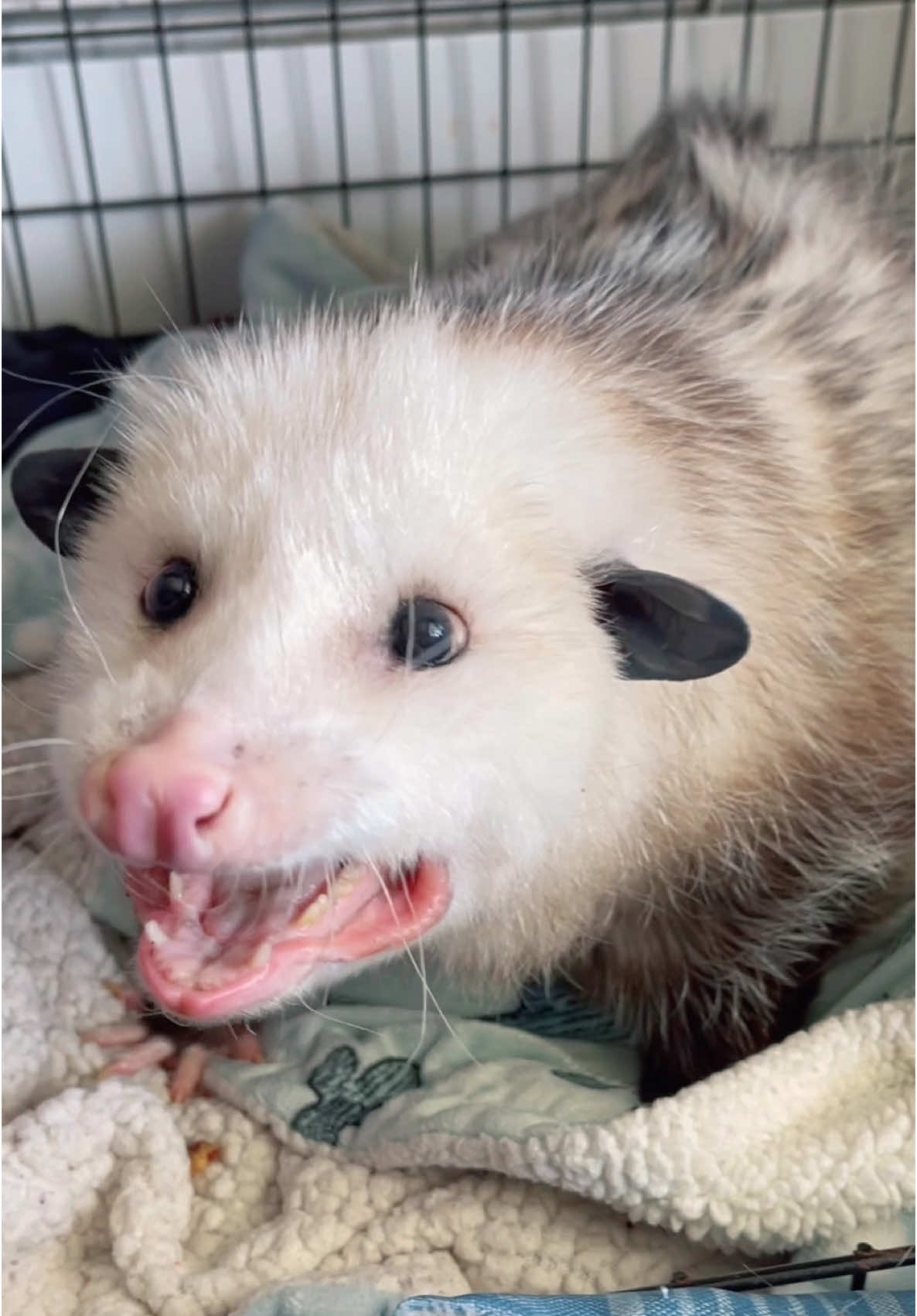 @GladysOpossum