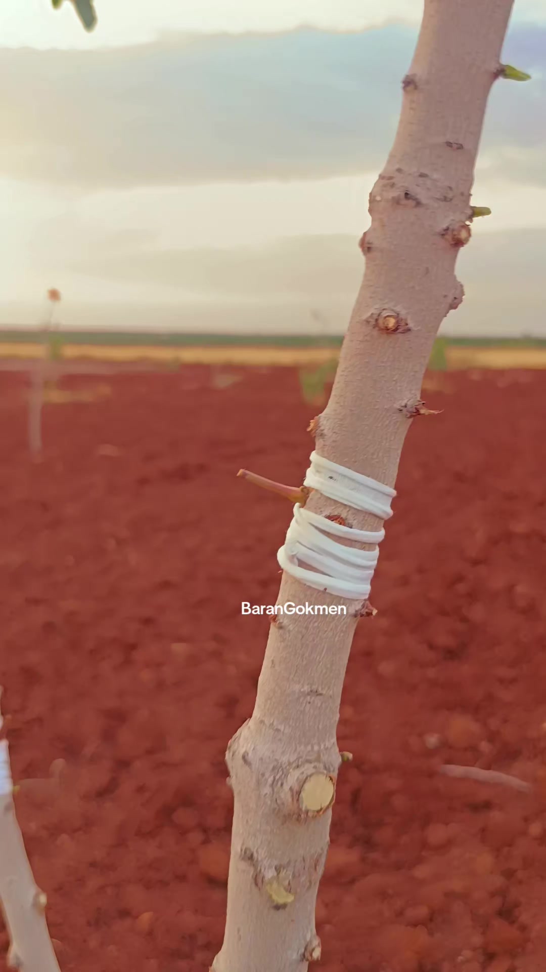 @BaranGokmen07
