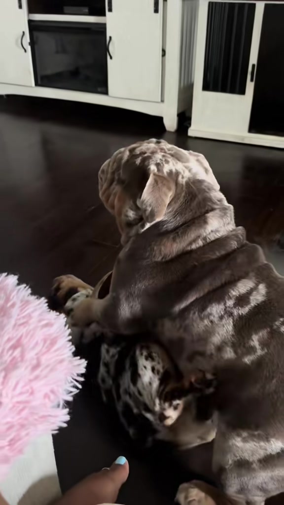 @barkleythabulldog