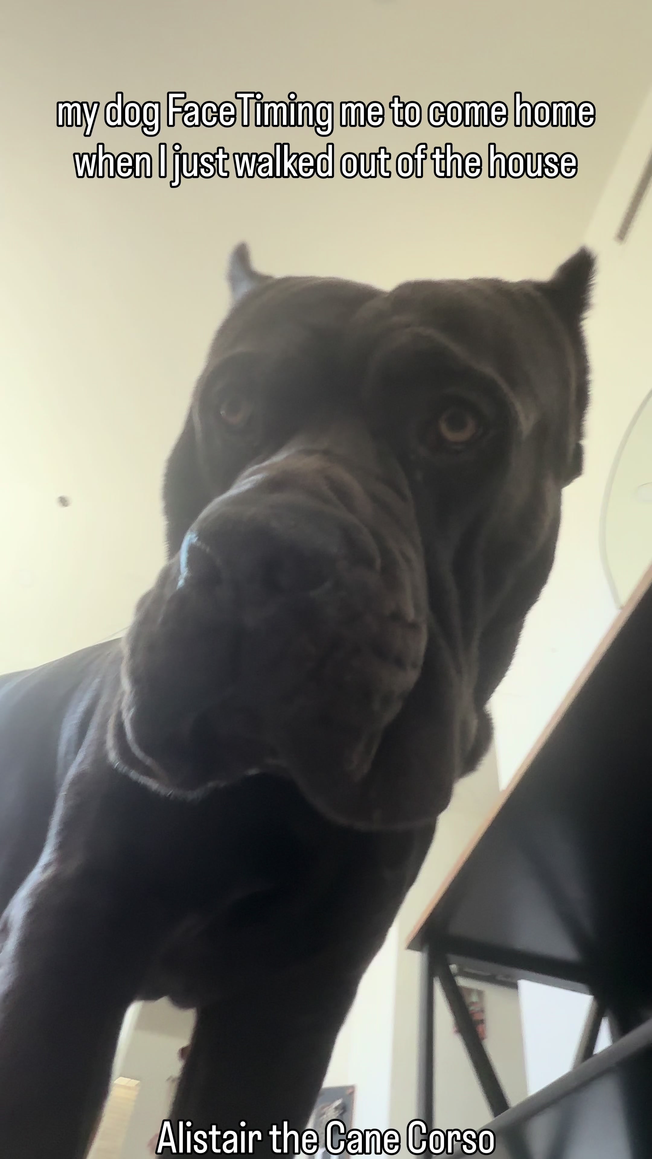 @Alistair the Cane Corso