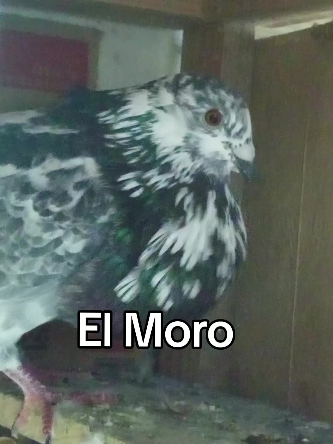 @Palomeando en Mexico