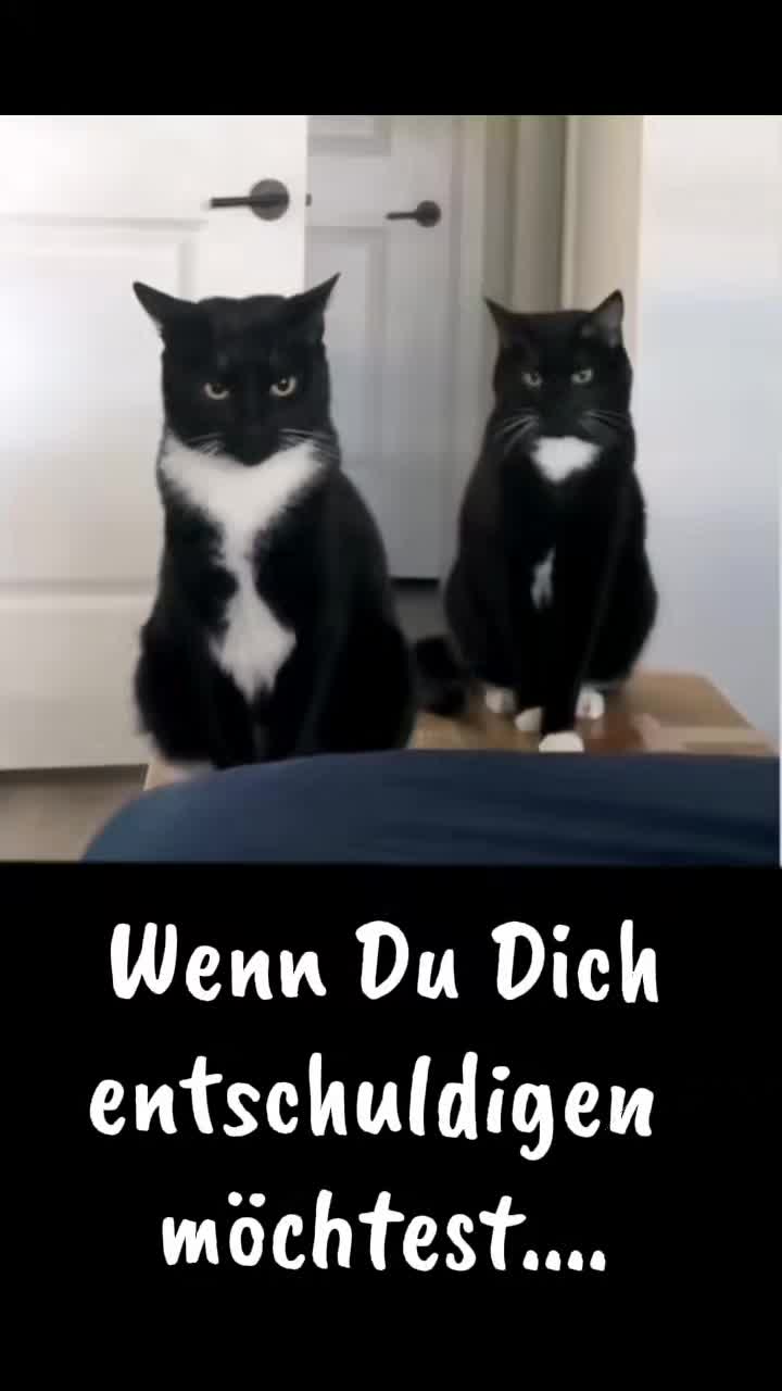 @zahnzaubermaeuschen