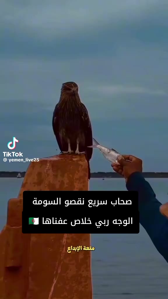 @العميد ✅