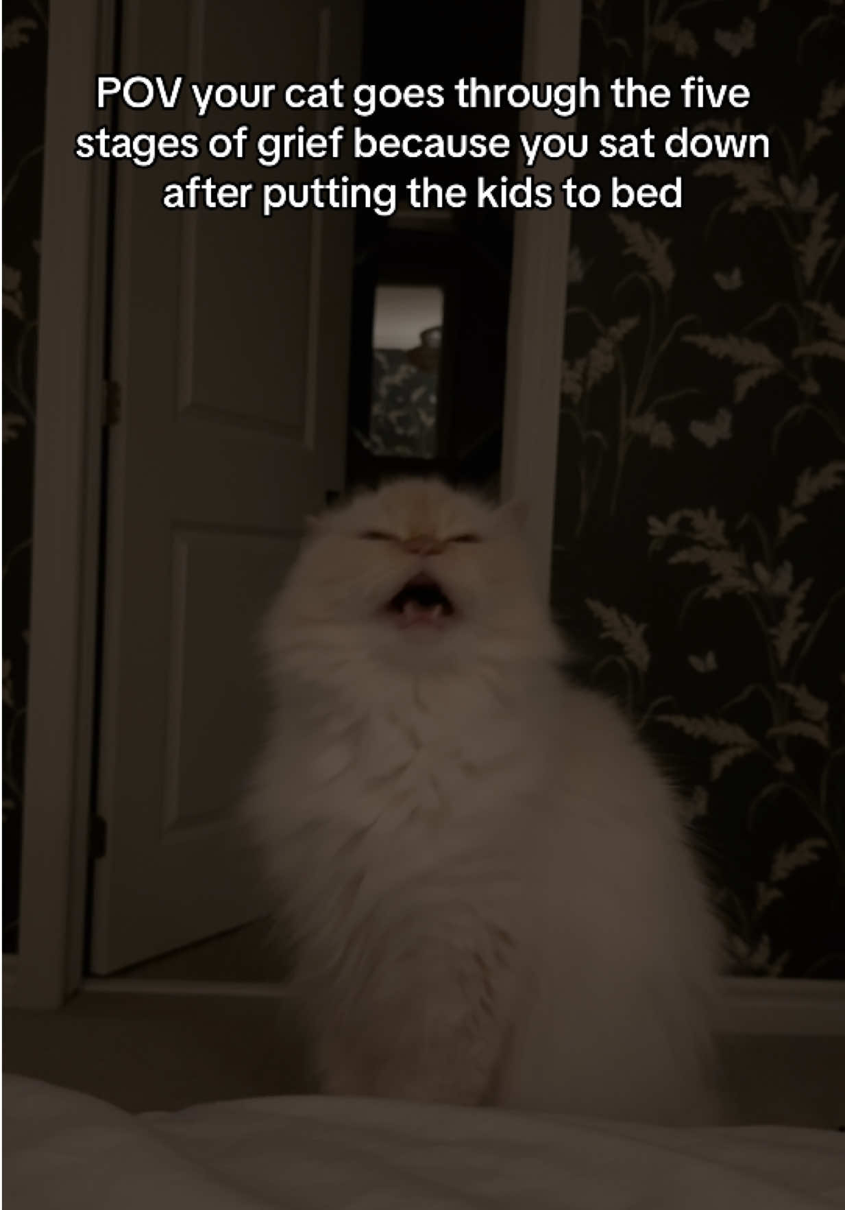 @Krista & Cats: BamBam & Bonnie