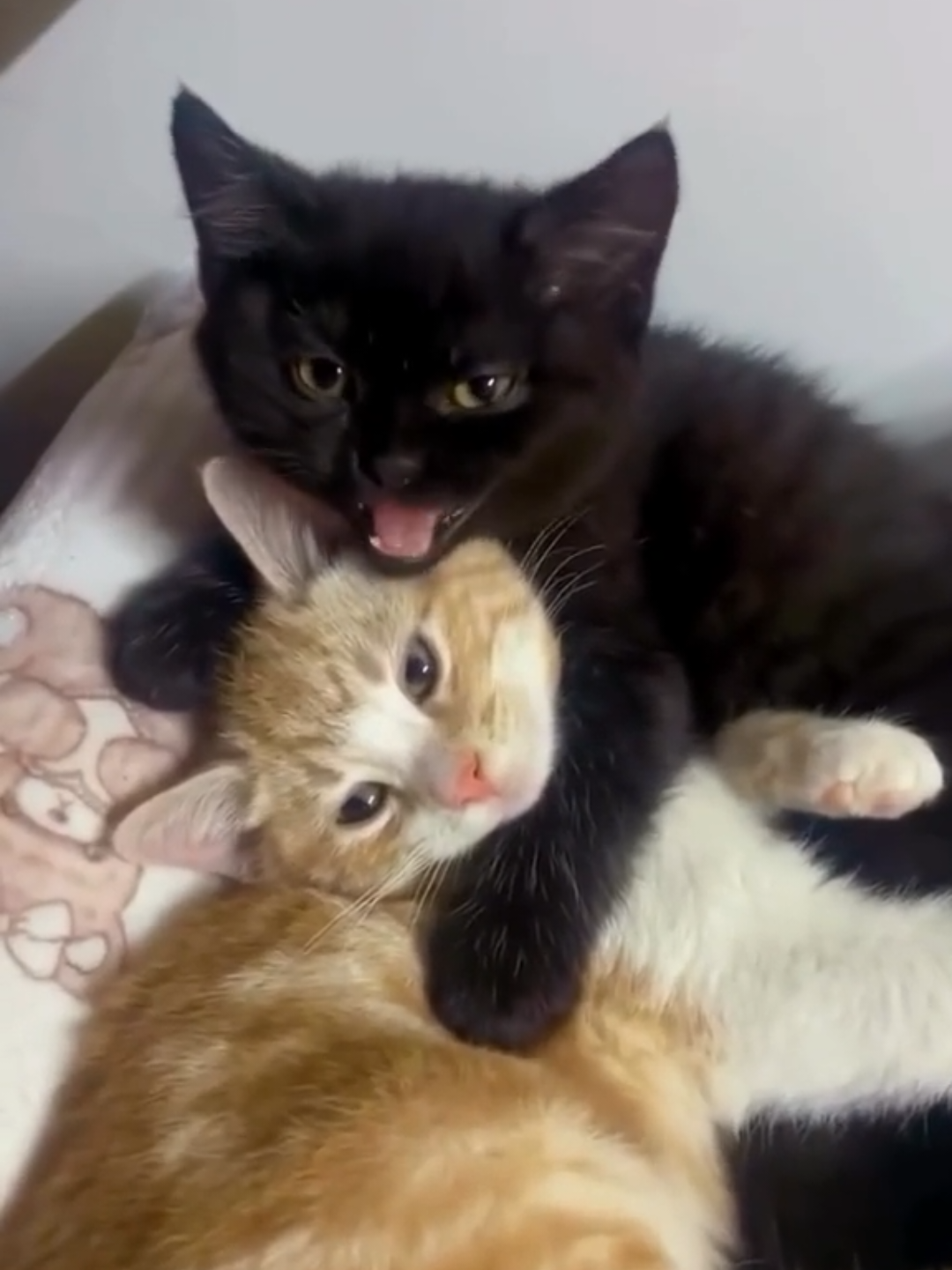 @Chonky World Of Cats