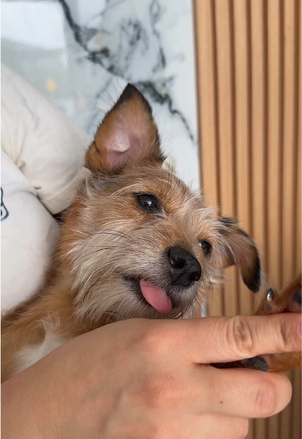 @HeyCosmopaws!