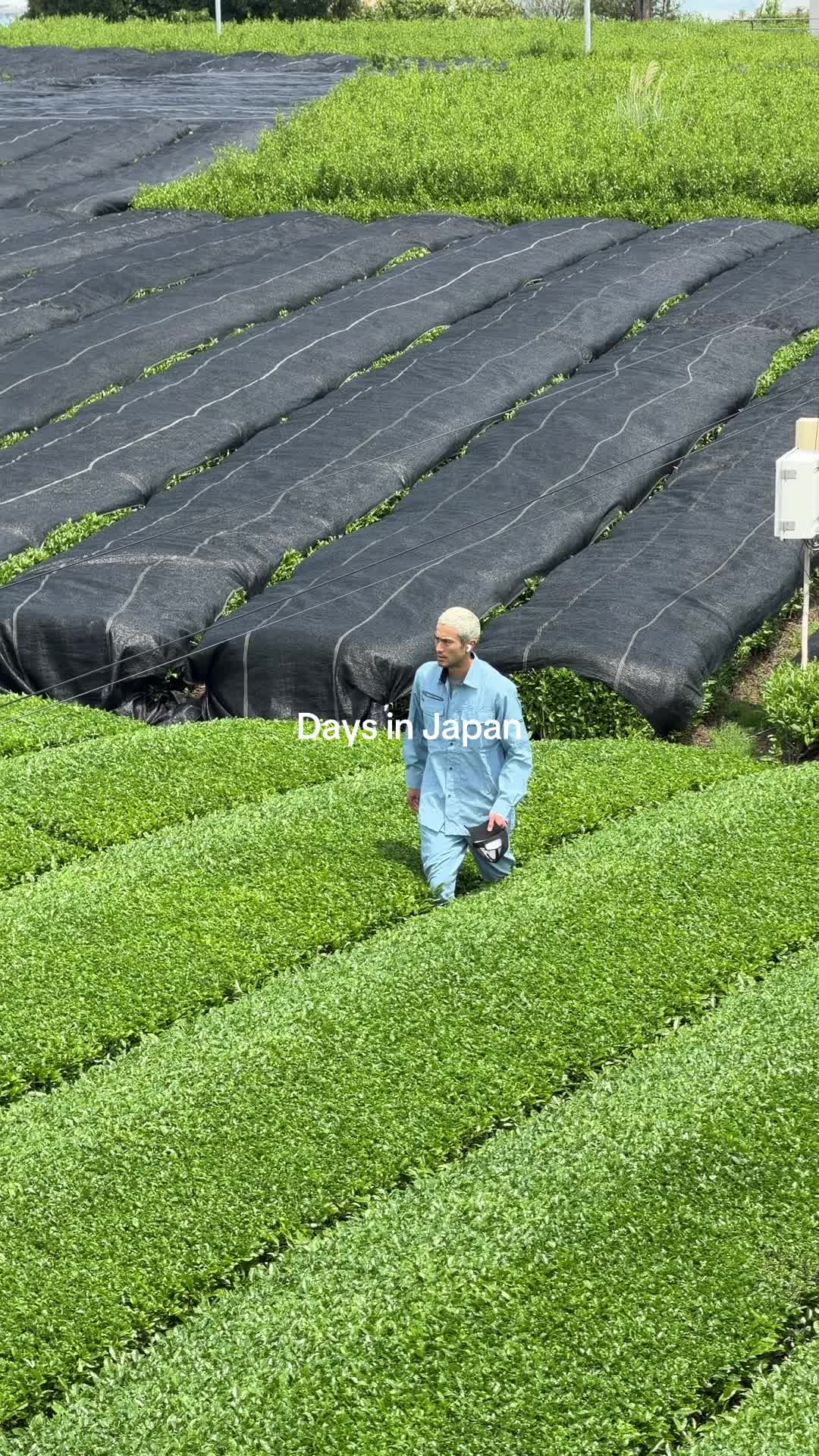 @Nekohama Matcha