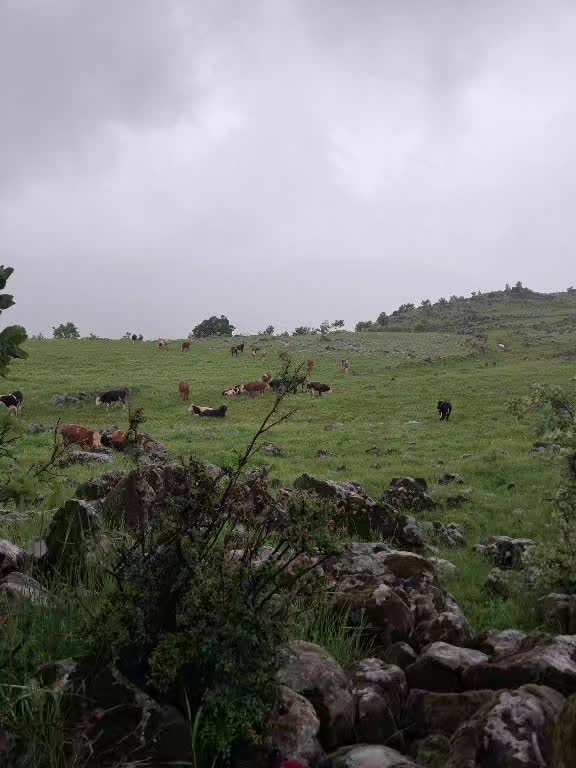 @mıhan oğlu beslicilik