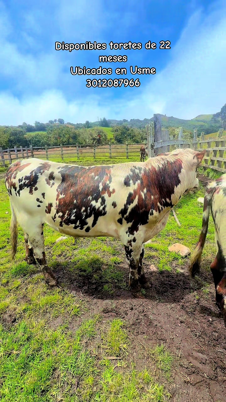 @Ganaderia San Jose 🐄