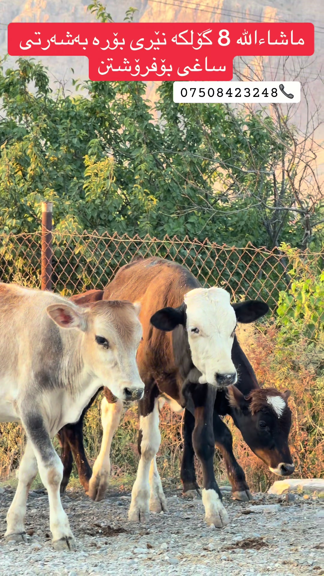 @مەیدانی ئاژەڵانی محمد 🐄🐂