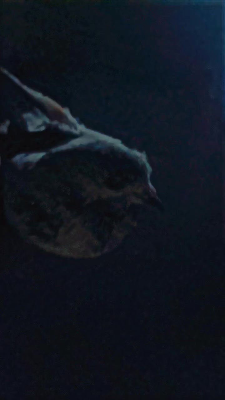 @Rᴀɪs ʟᴜǫᴍᴀɴ