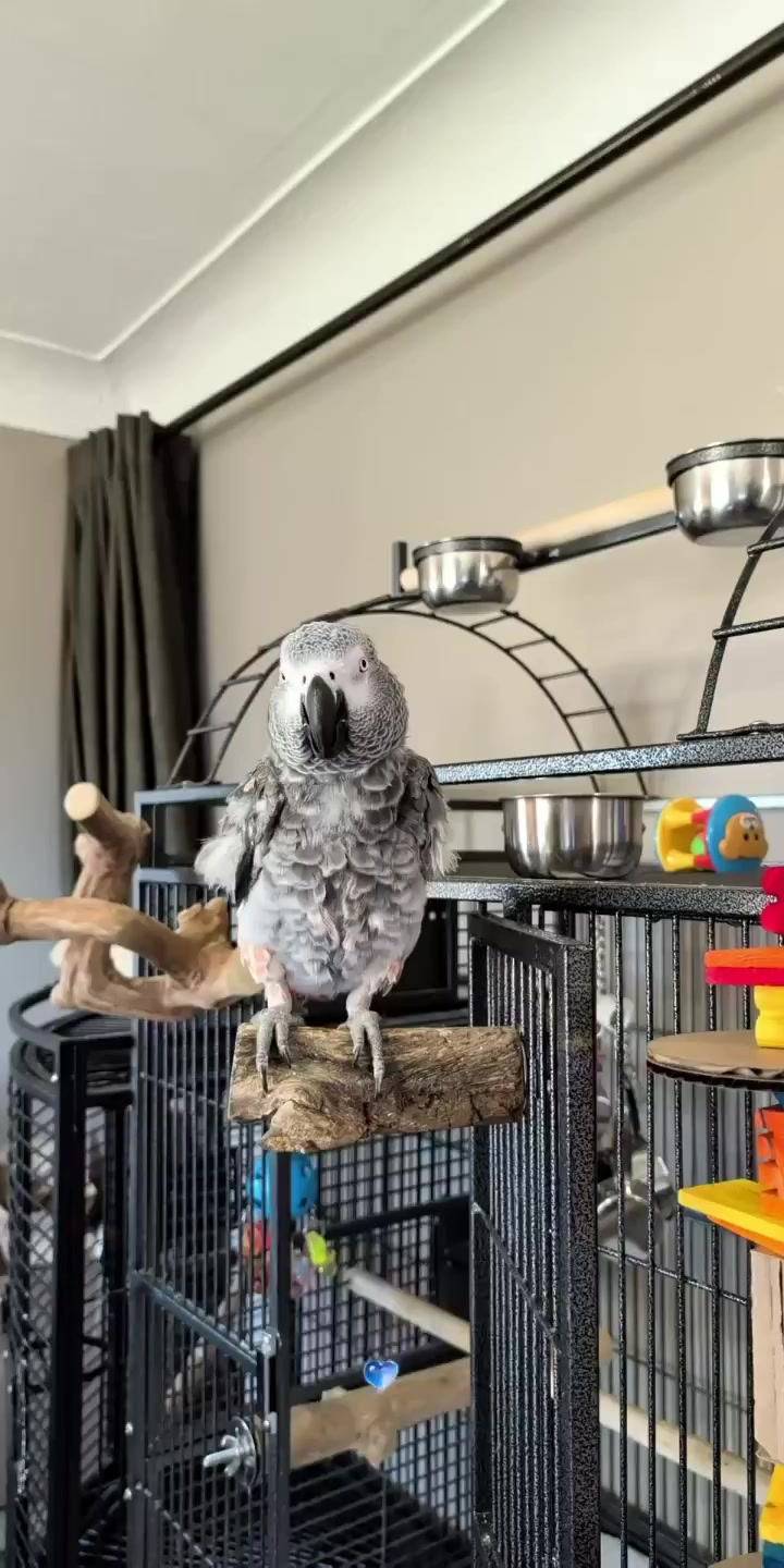 @Cosmothefunnyparrot