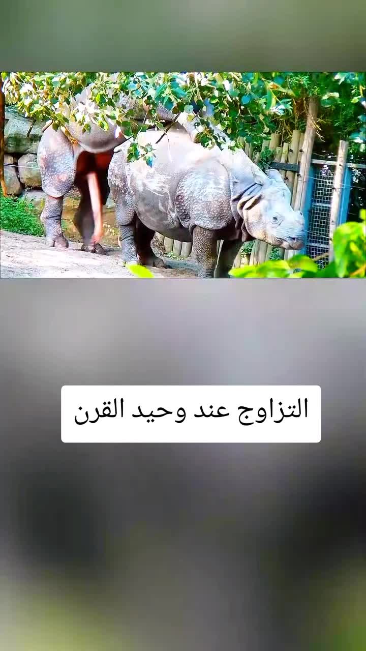 @العشق الممنوع