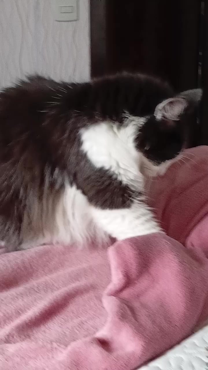 @cissarossato🍒😻