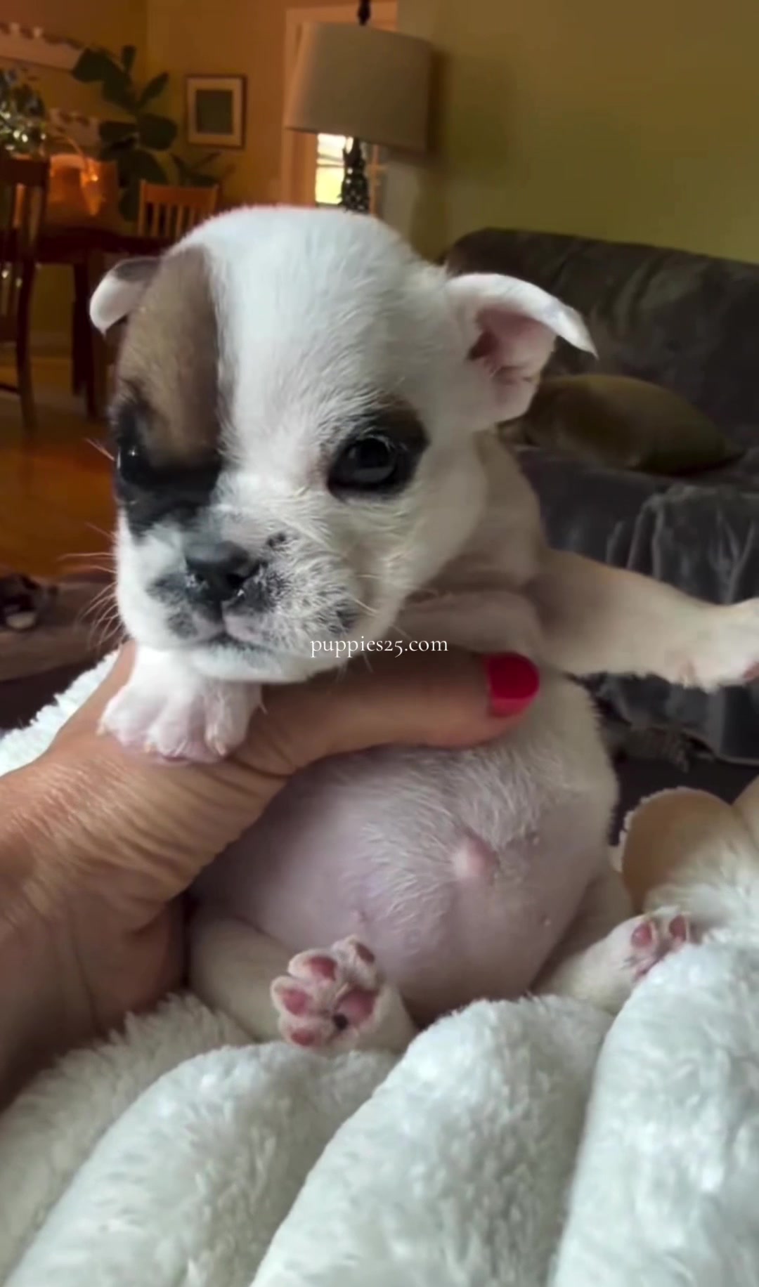 @PUPPIES25•COM