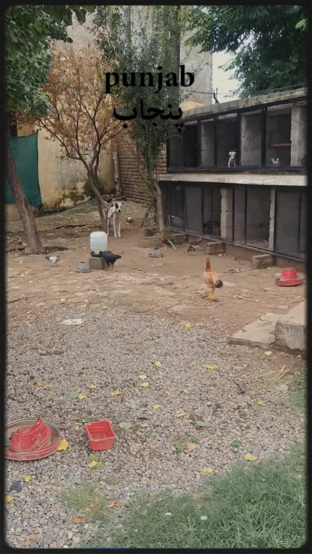@سمیع الرحمن