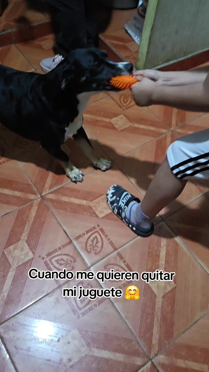 @Thor y Linda 🐾🐕❤️