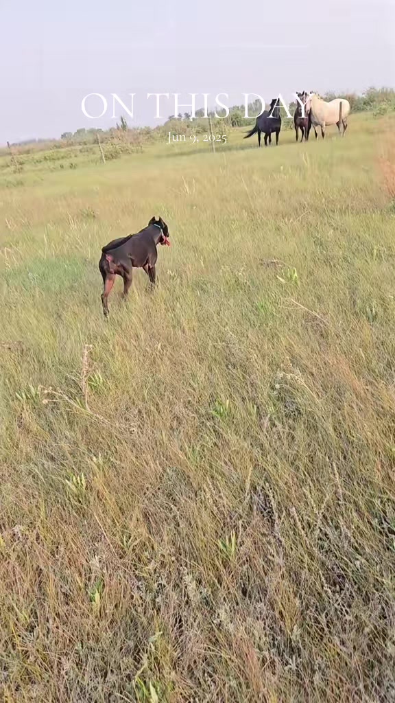@Steph-RaisingHell.Hounds🇨🇦