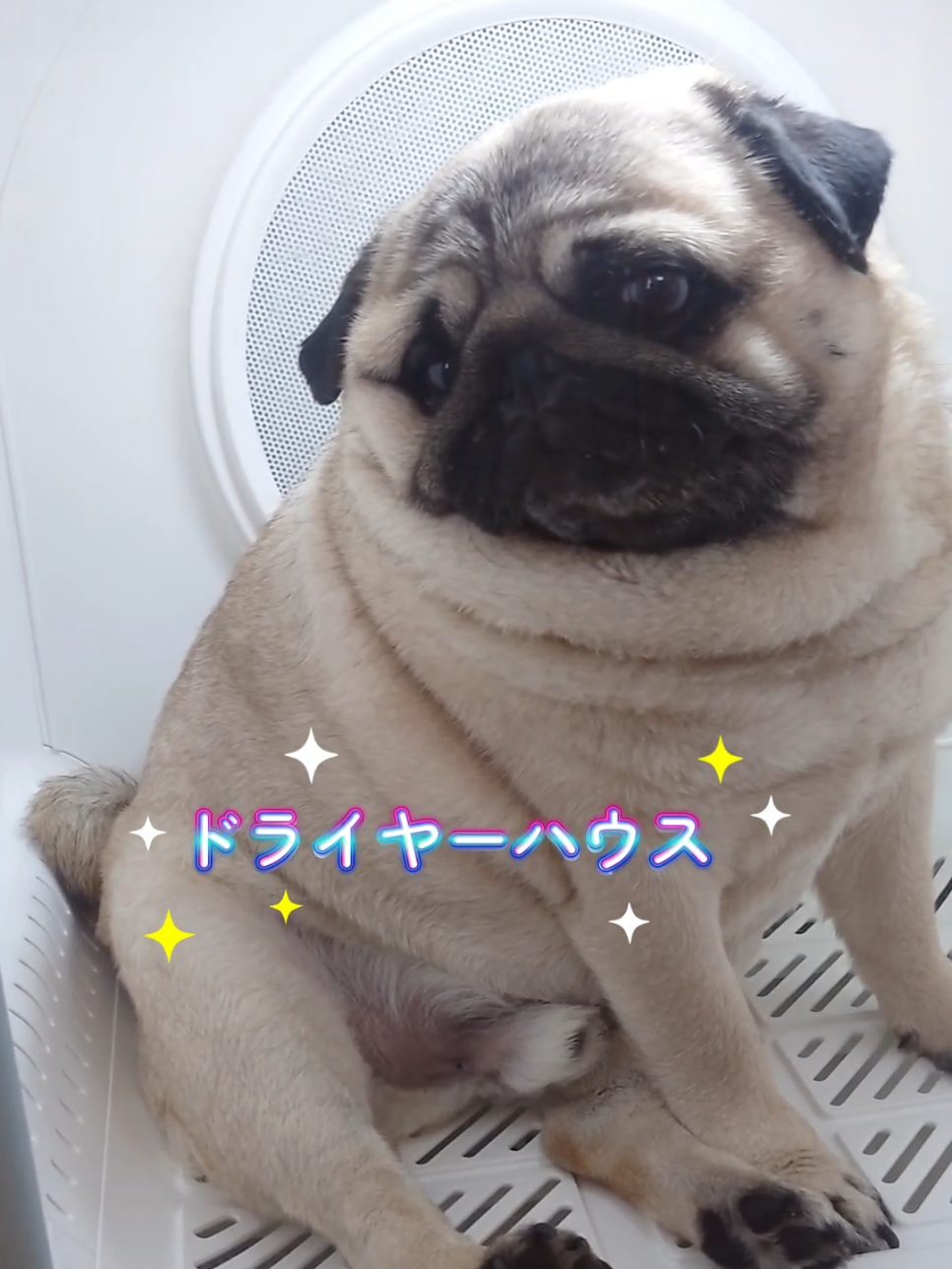 @パグの福ちゃん