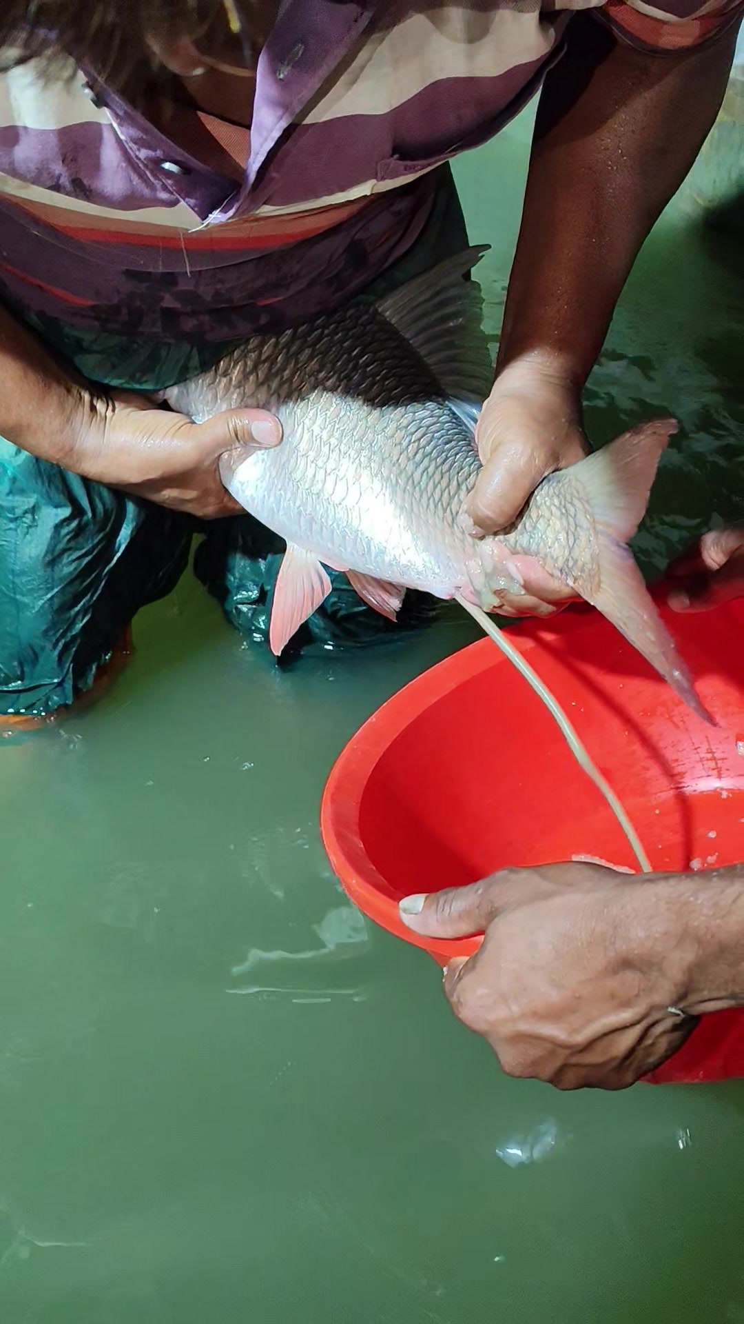 @Fish Lovers Bangladesh
