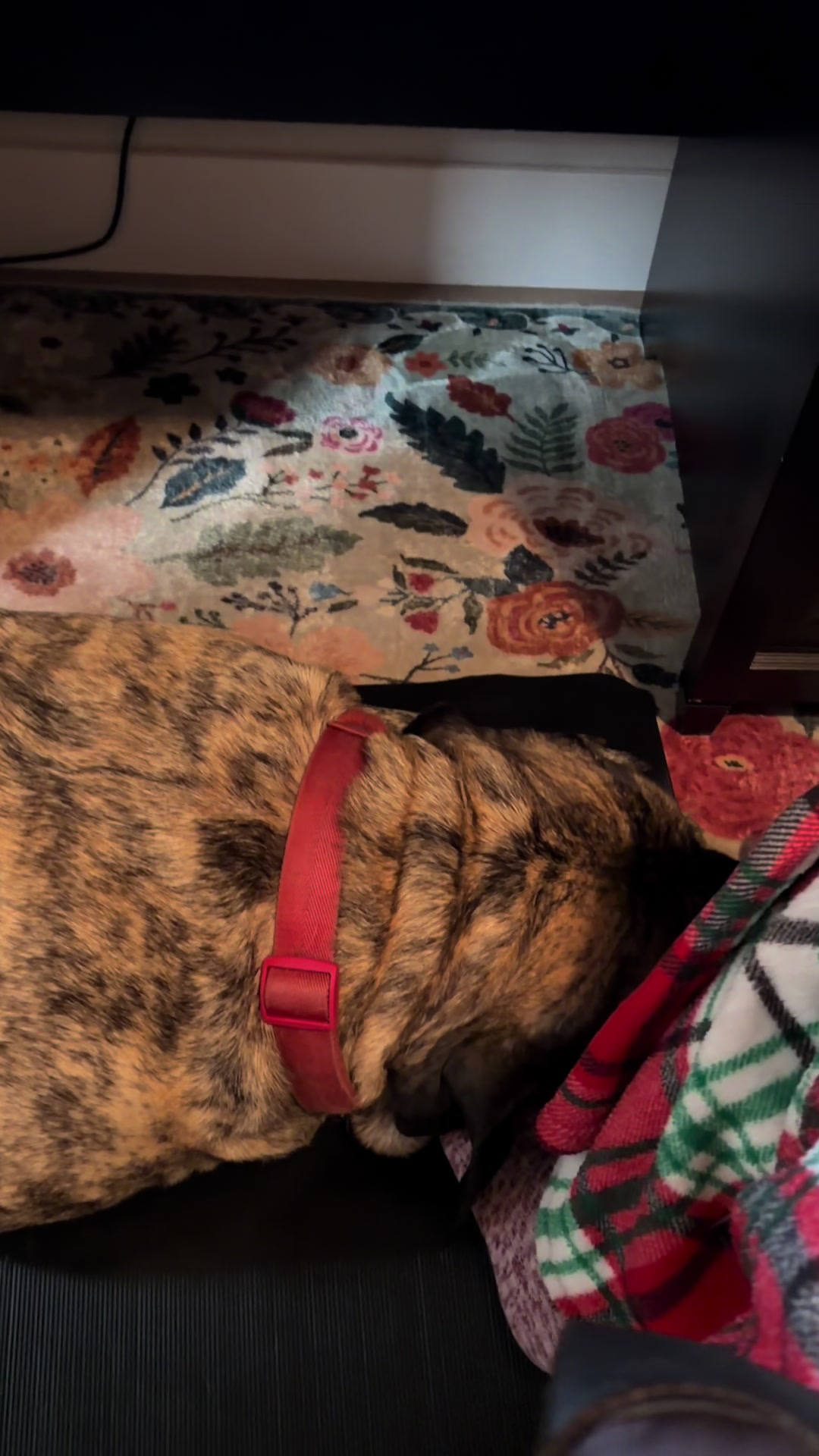 @BrindleBearTheMastiff