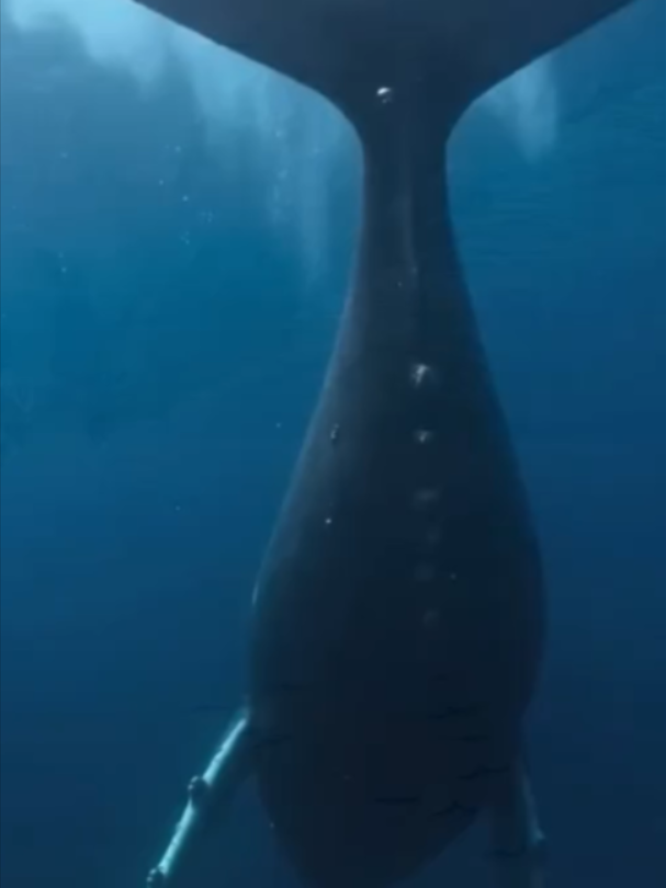 @Mundo dos Animais