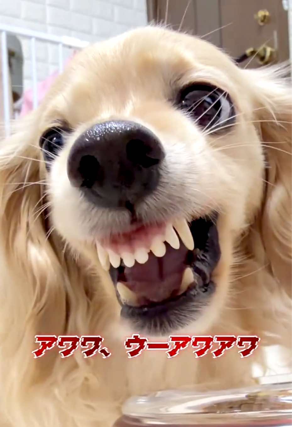 @ðããããªãŸã
ð