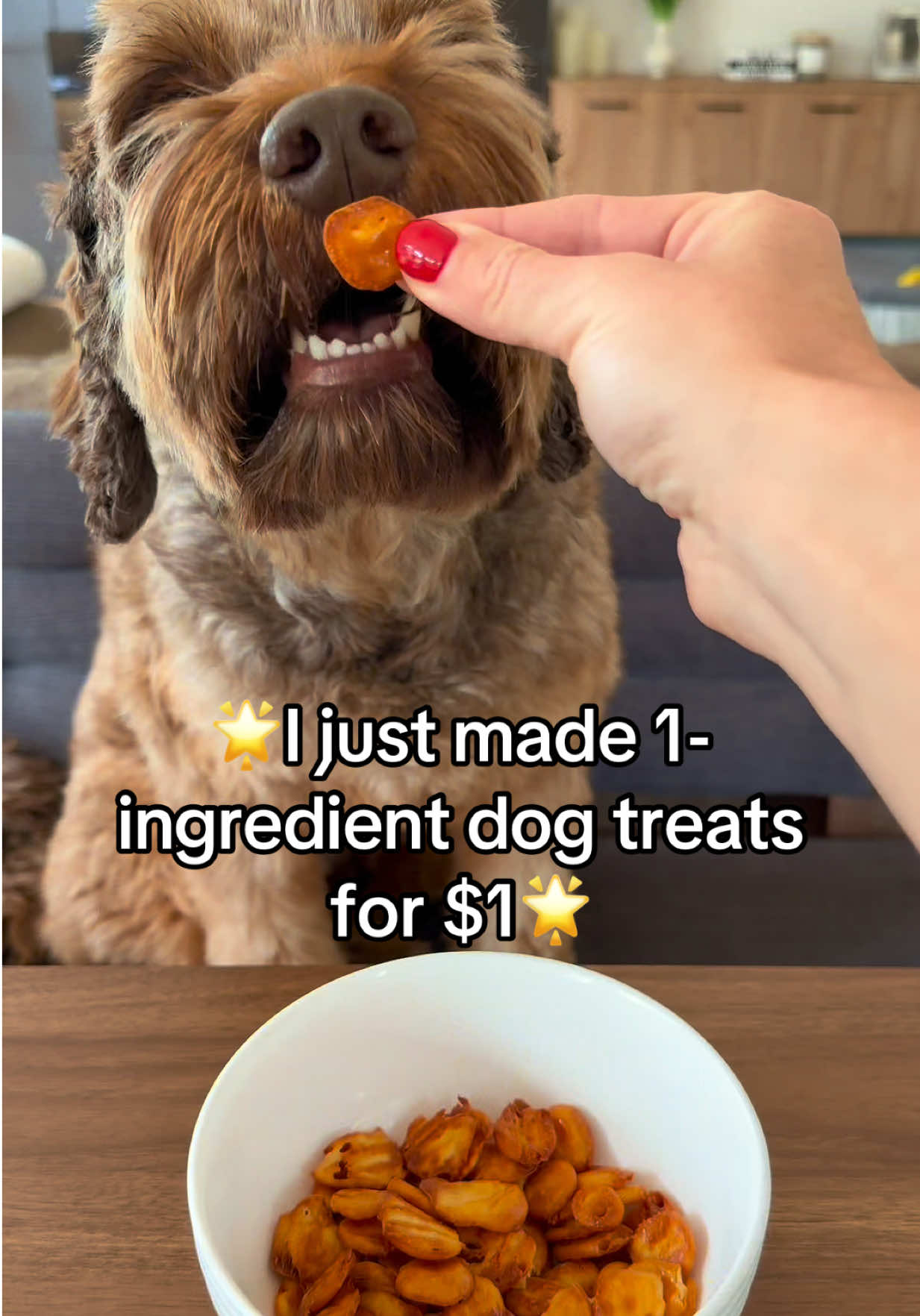 @Dogs Made Simple