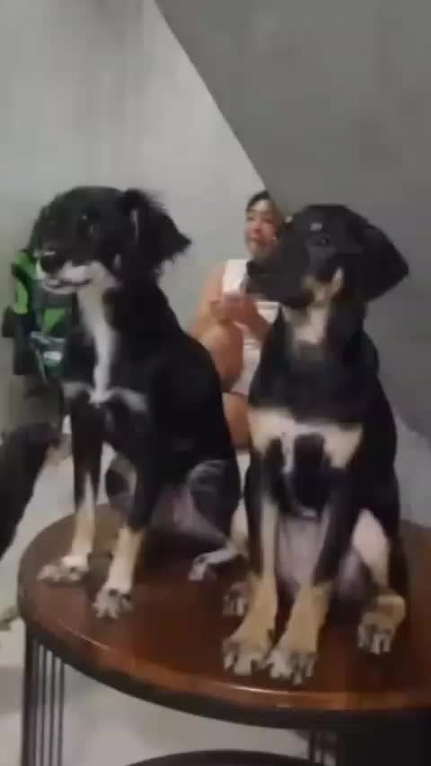 @Pawparazzi_daily
