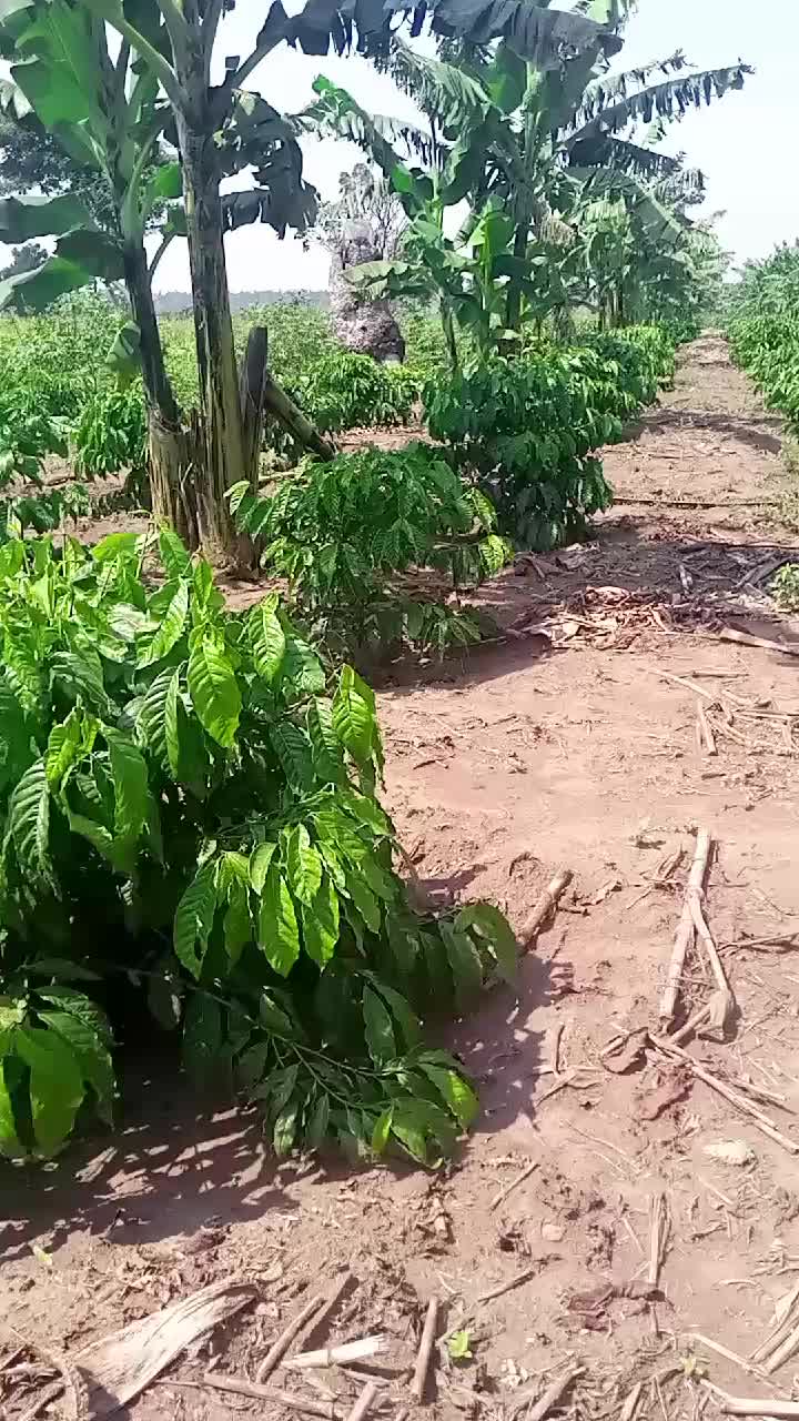 @Lubega