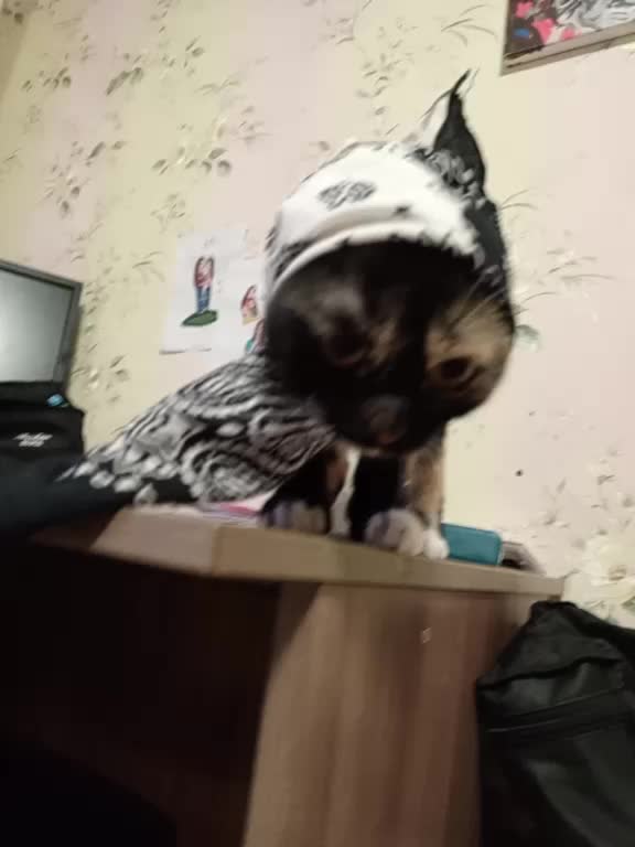 @Verronichka🐆🤍