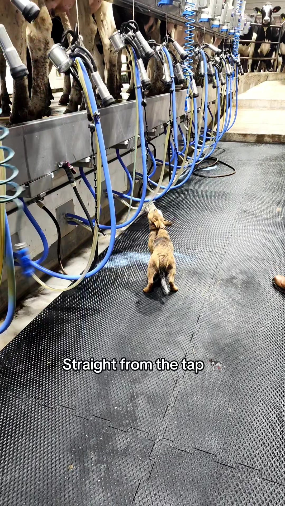 @raisedondairy