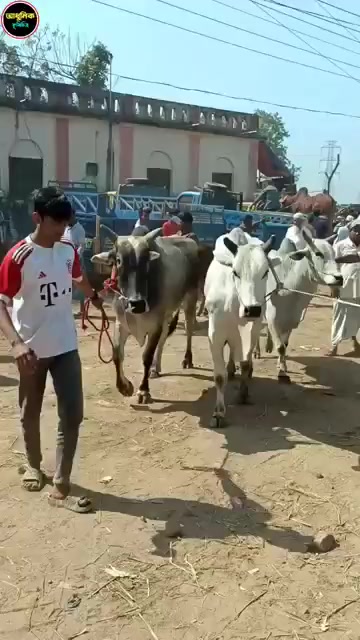 @গরুর ঘর🐄