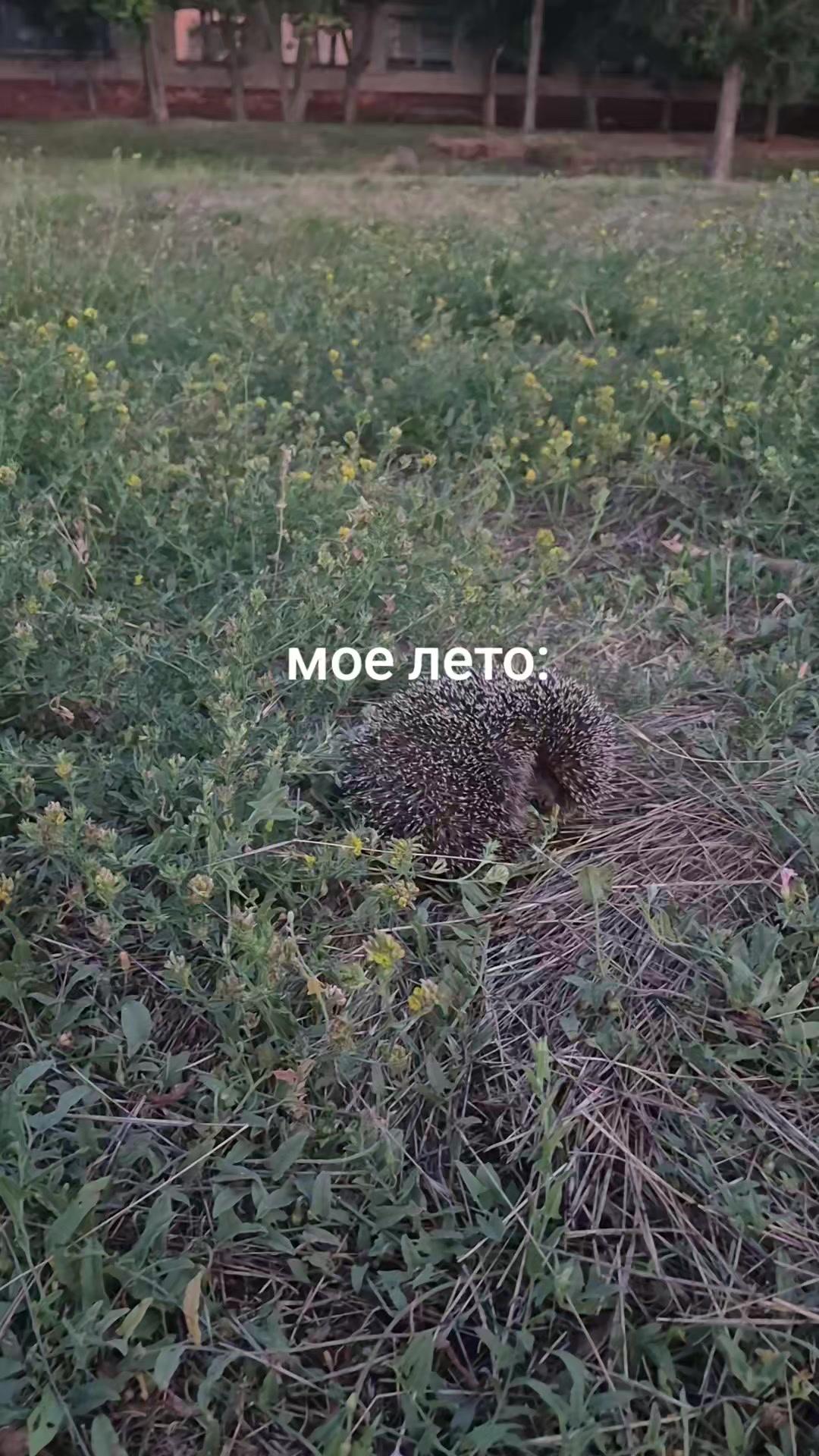 @𝓚𝓻𝓲𝓼💜🖤