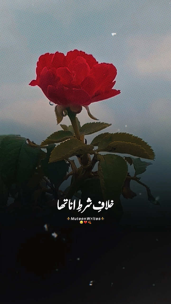 @⚜️ MuteenWrites ⚜️