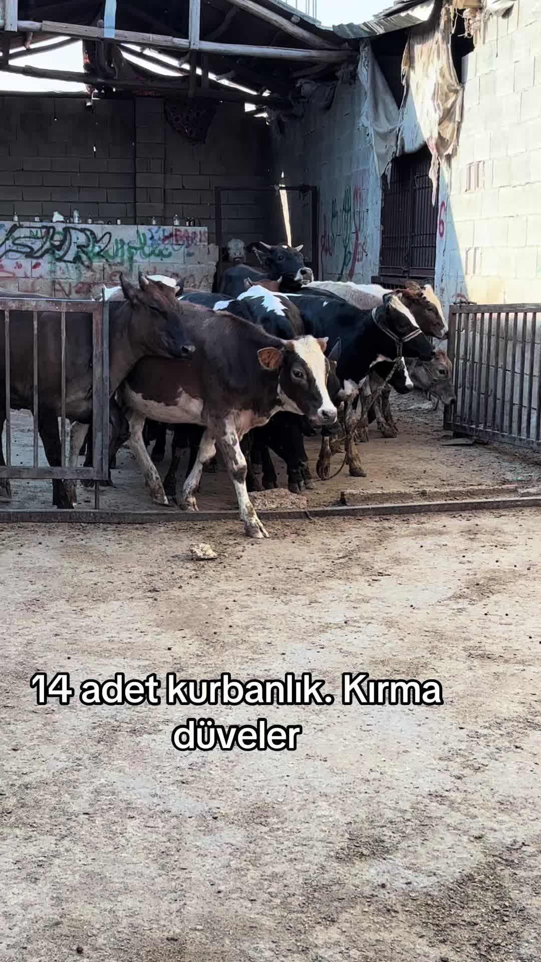 @Ahmet Sönmez