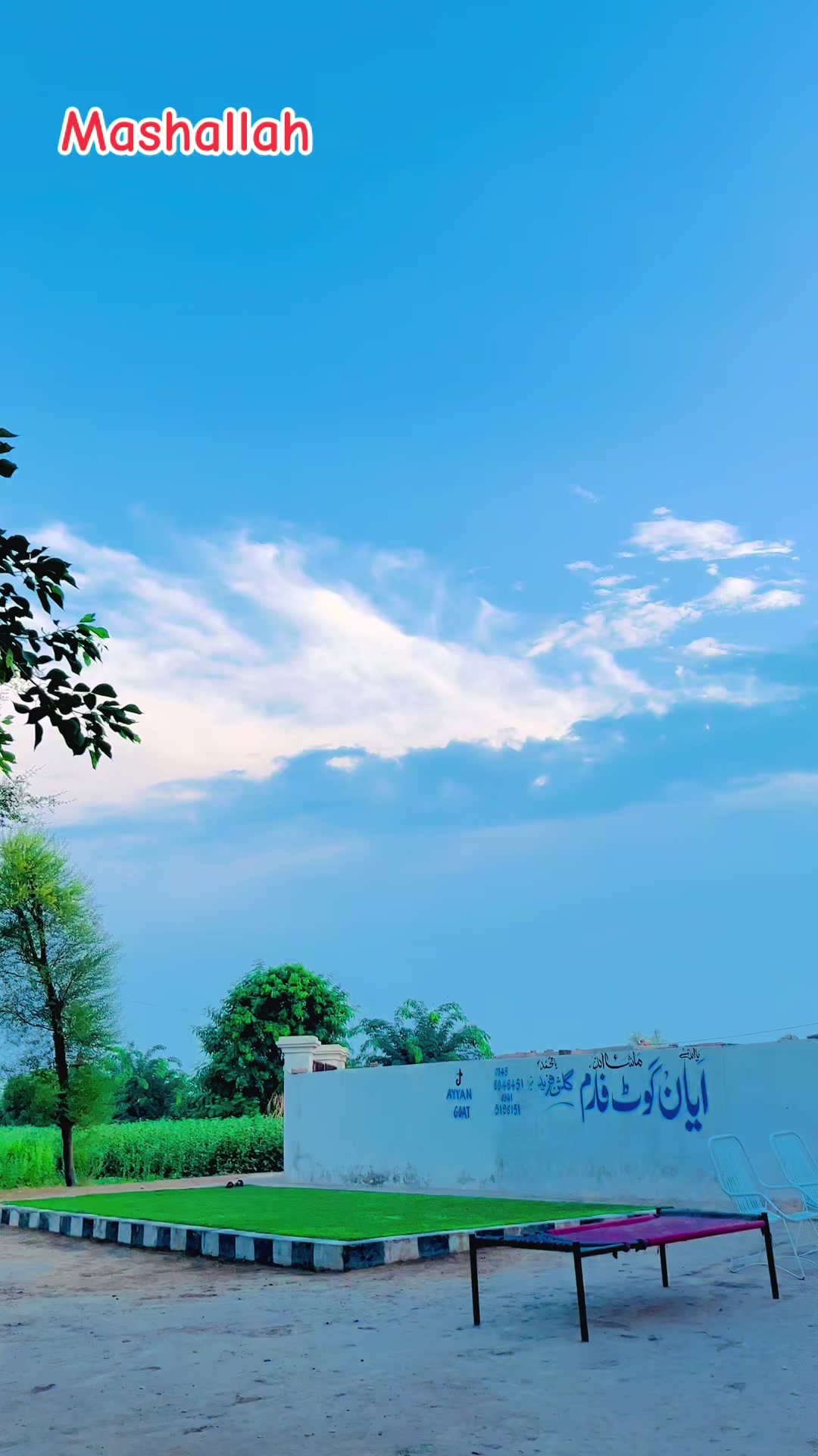 @Ayyan goat