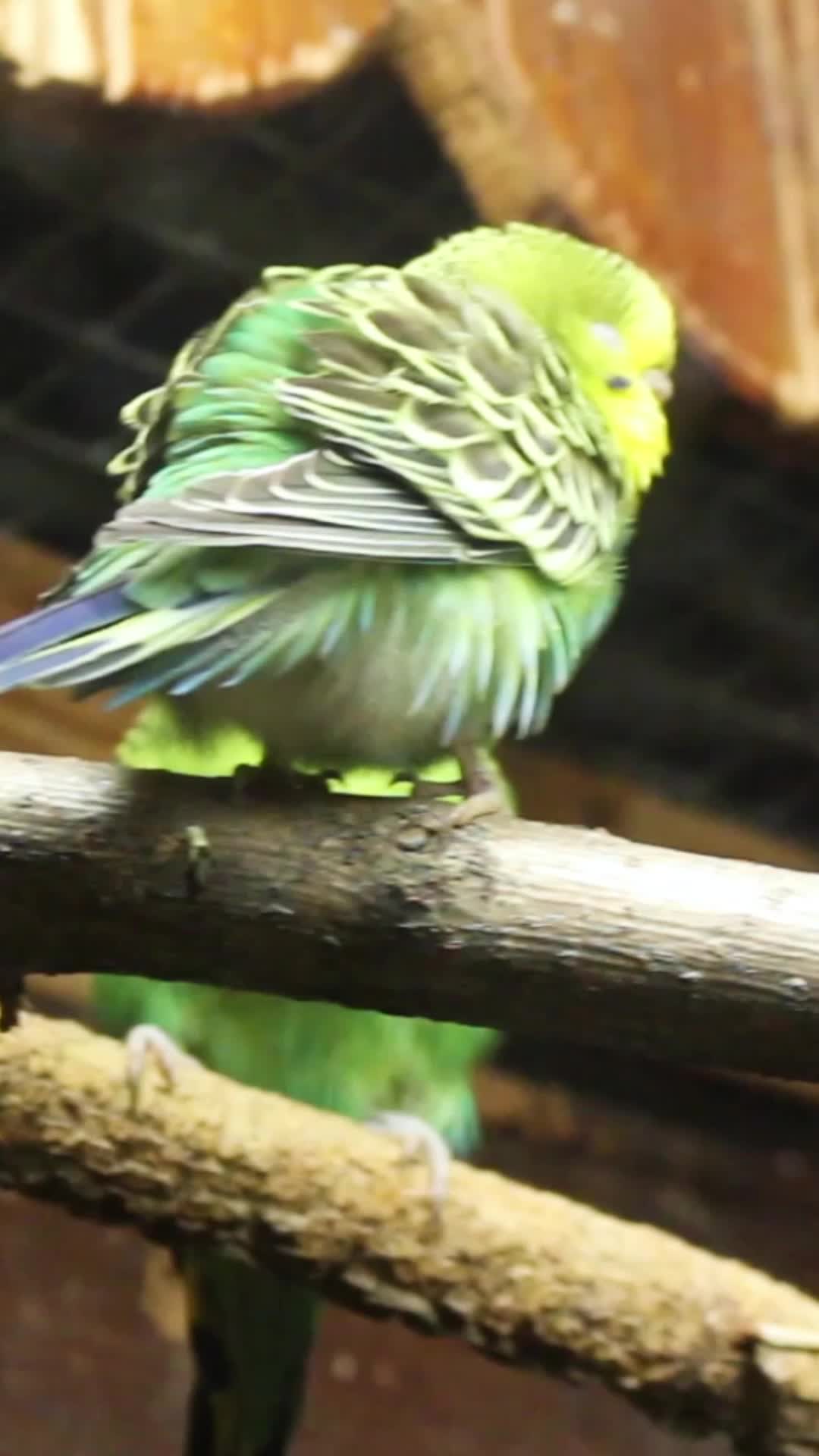 @Petody