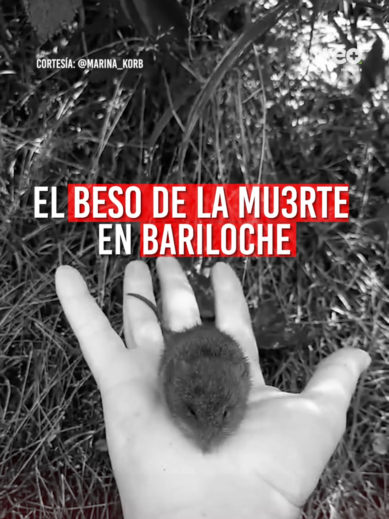 @Red+ Noticias