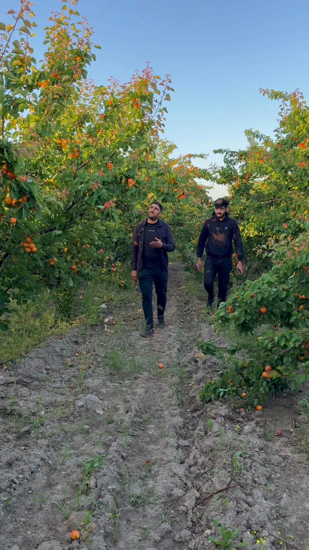 @Çavuş Botan.73